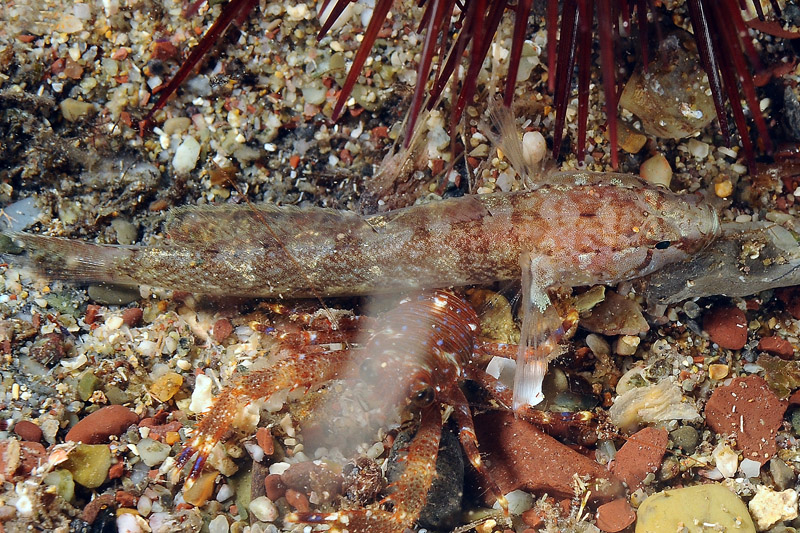 Chromogobius zebratus (Kolombatovic, 1891)